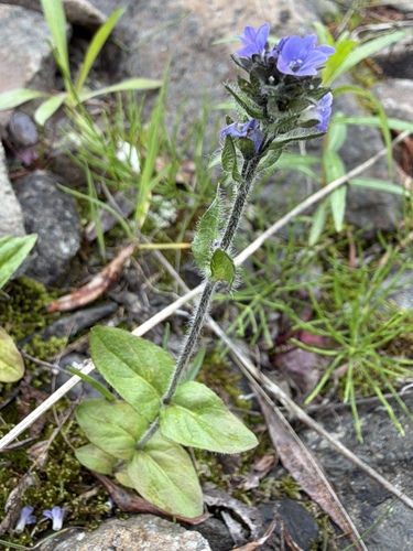 Veronica wormskjoldii, photograph 4