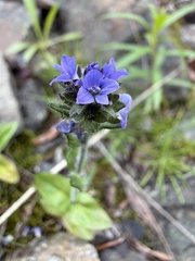 Veronica wormskjoldii, photograph (c) Matt Berger, some rights reserved (CC BY)