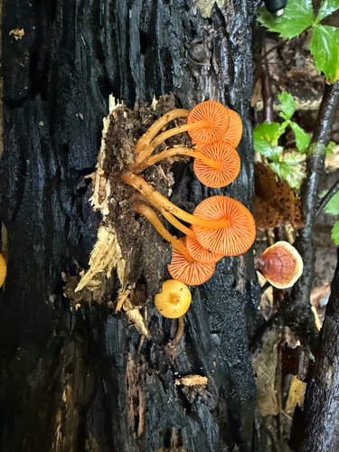 orange mycena