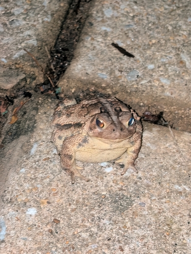 American Toad