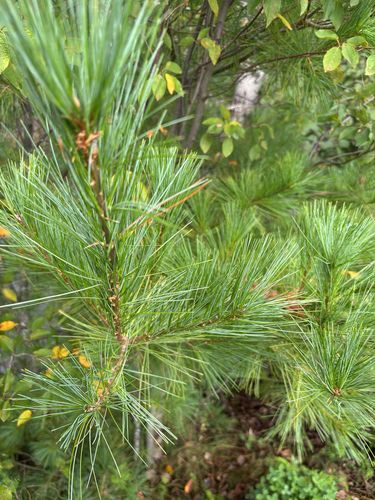 eastern white pine