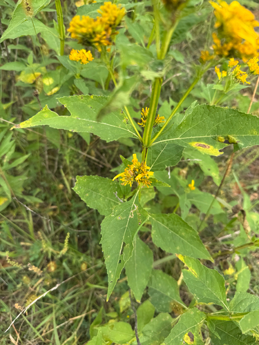 Verbesina occidentalis, photograph 4