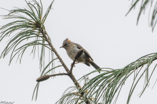 Yuhina occipitalis observed 2026-08-17