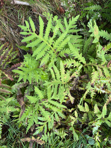 sensitive fern