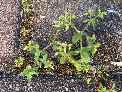 Cerastium glomeratum, photograph 6