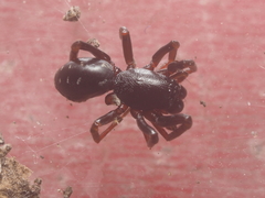 Oedignatha scrobiculata