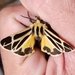 Nais Tiger Moth - Photo (c) Joe MDO, some rights reserved (CC BY-NC), uploaded by Joe MDO