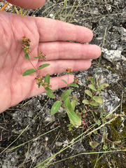 Euphorbia nutans, photograph (c) Jeff Clark, some rights reserved (CC BY)
