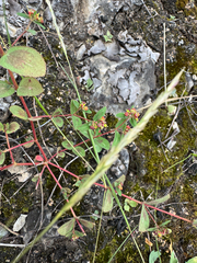 Euphorbia nutans, photograph (c) Jeff Clark, some rights reserved (CC BY)