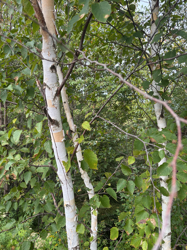 paper birch