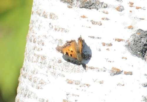 California Tortoiseshell