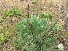 Artemisia campestris pacifica
