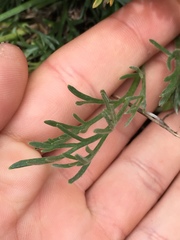 Artemisia campestris pacifica