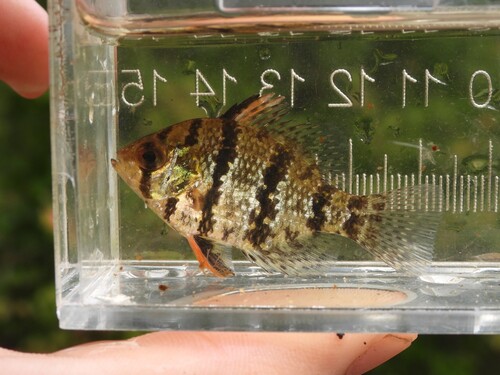 Black-banded Sunfish