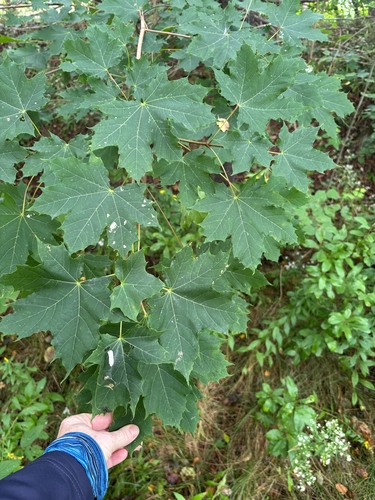 Norway maple