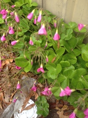 Oxalis bowiei