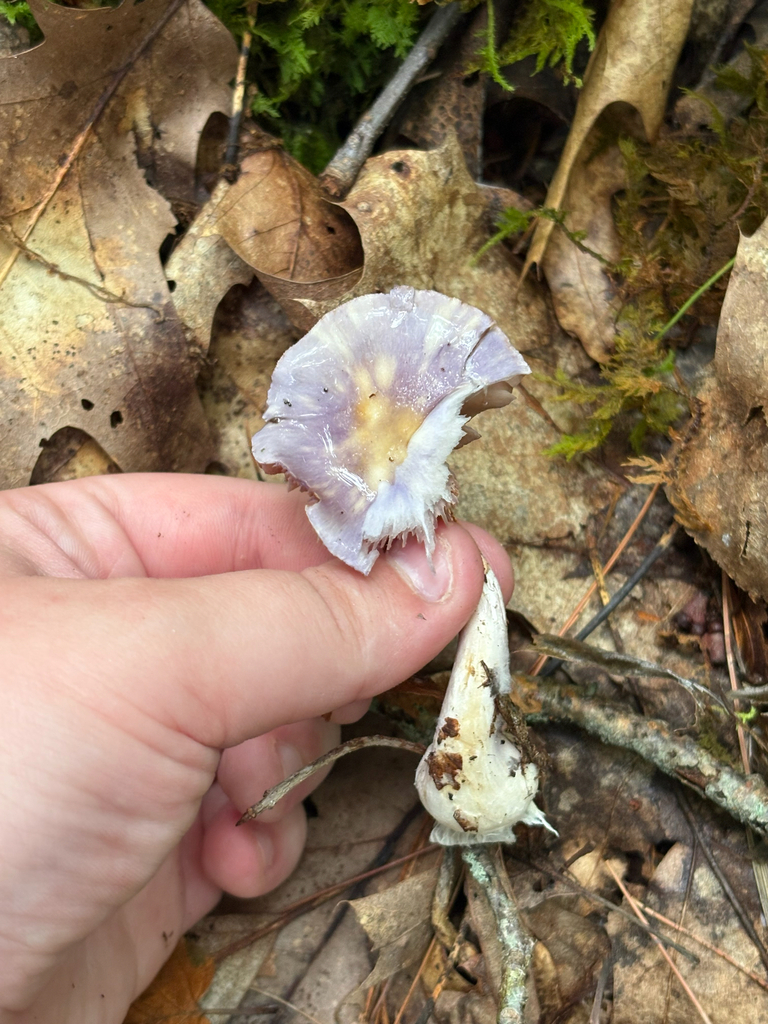 Viscid Violet Cort · September 2026 · photo: Photo: (c) delognut, some rights reserved (CC BY) · iNaturalist