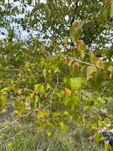 Crataegus phaenopyrum