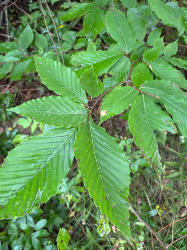 American beech
