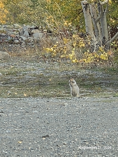 Arctic Ground Squirrel observed by dr-r