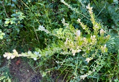 author not stated, no rights reserved Lespedeza cuneata, photograph author not stated, no rights reserved