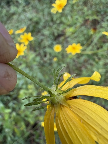 Bidens polylepis, photograph 1