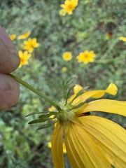 Bidens polylepis, photograph author not stated, no rights reserved