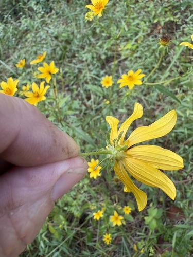 Bidens polylepis, photograph 2