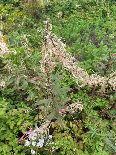 fireweed