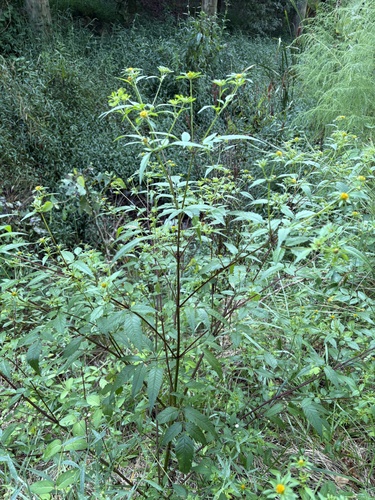 Bidens polylepis, photograph 3