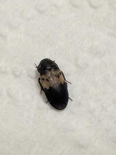 Larder Beetle