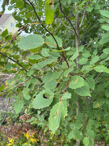 bigtooth aspen