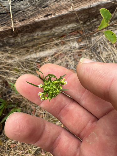 horseweed