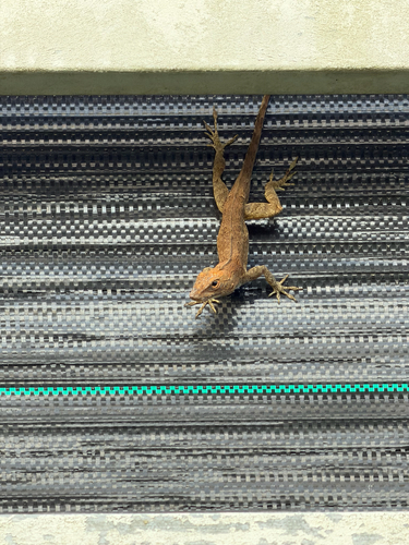 Crested Anole