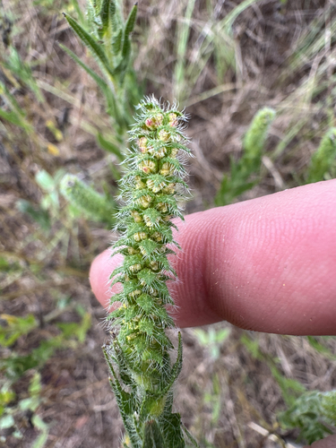 lanceleaf ragweed