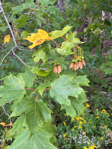 sugar maple