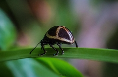 Platyphora