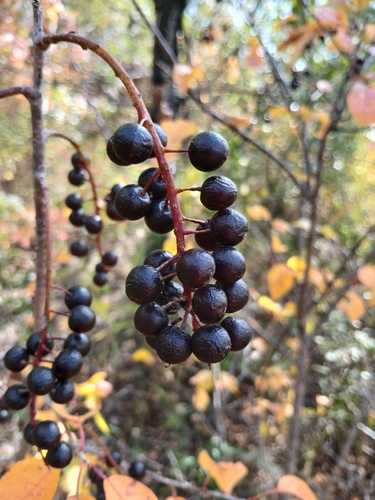 chokecherry