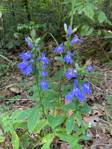 great blue lobelia