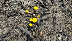Tussilago farfara