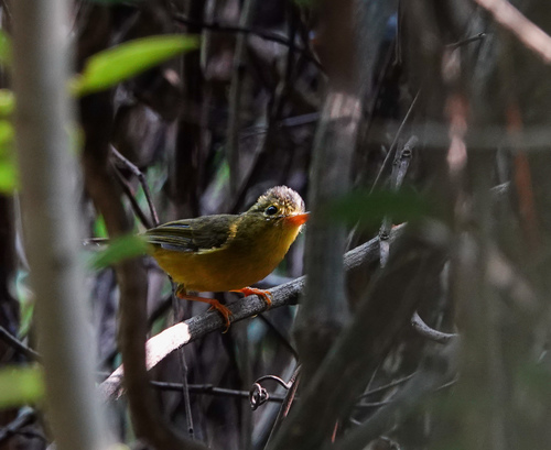 Green-crowned Warbler (Phylloscopus burkii), photo 10