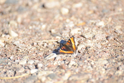 Milbert's Tortoiseshell