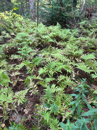 long beech fern