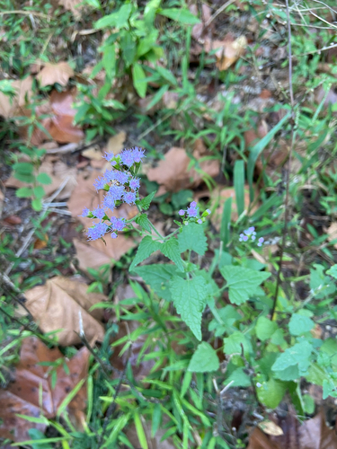 Pink thoroughwort