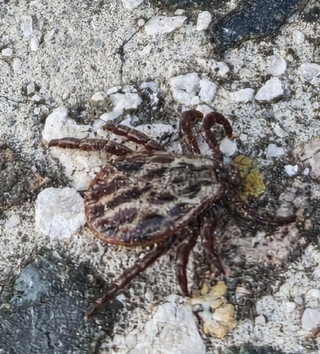 Ornate Cow Tick