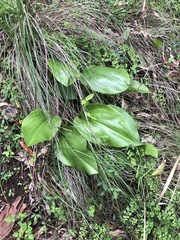 Proiphys cunninghamii