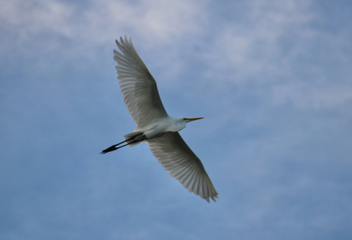 Great Egret