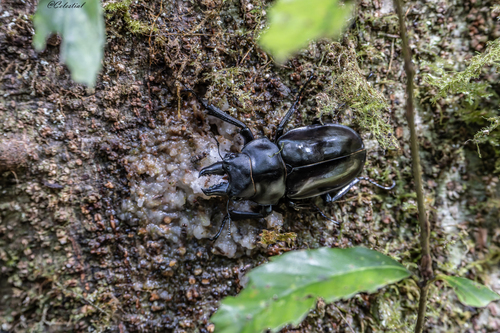 Neolucanus baladeva