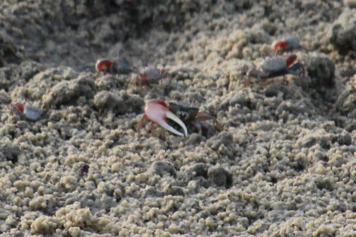 Atlantic Sand Fiddler Crab