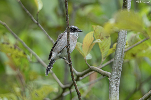 Grey Bushchat